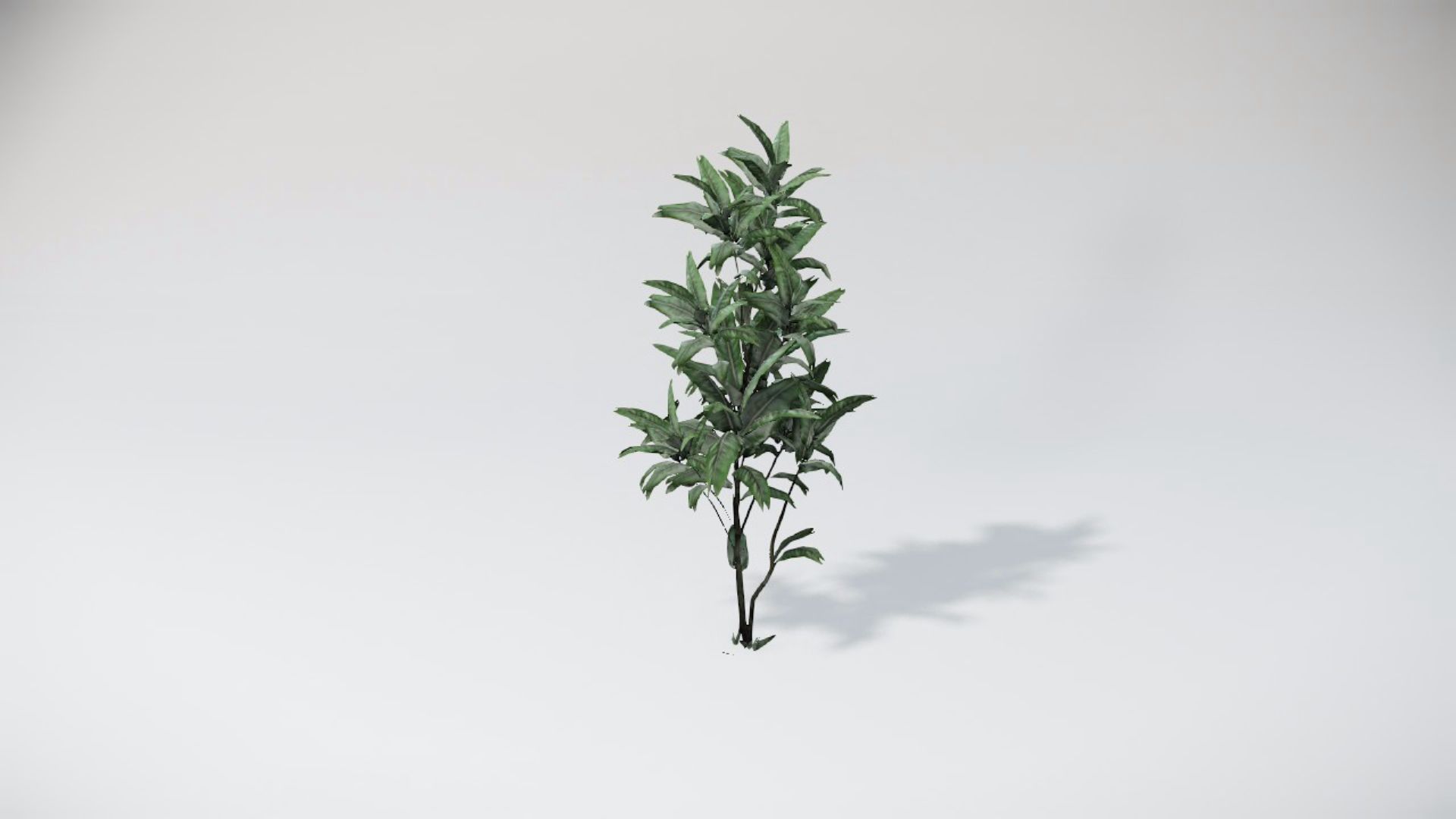 Special Bushes