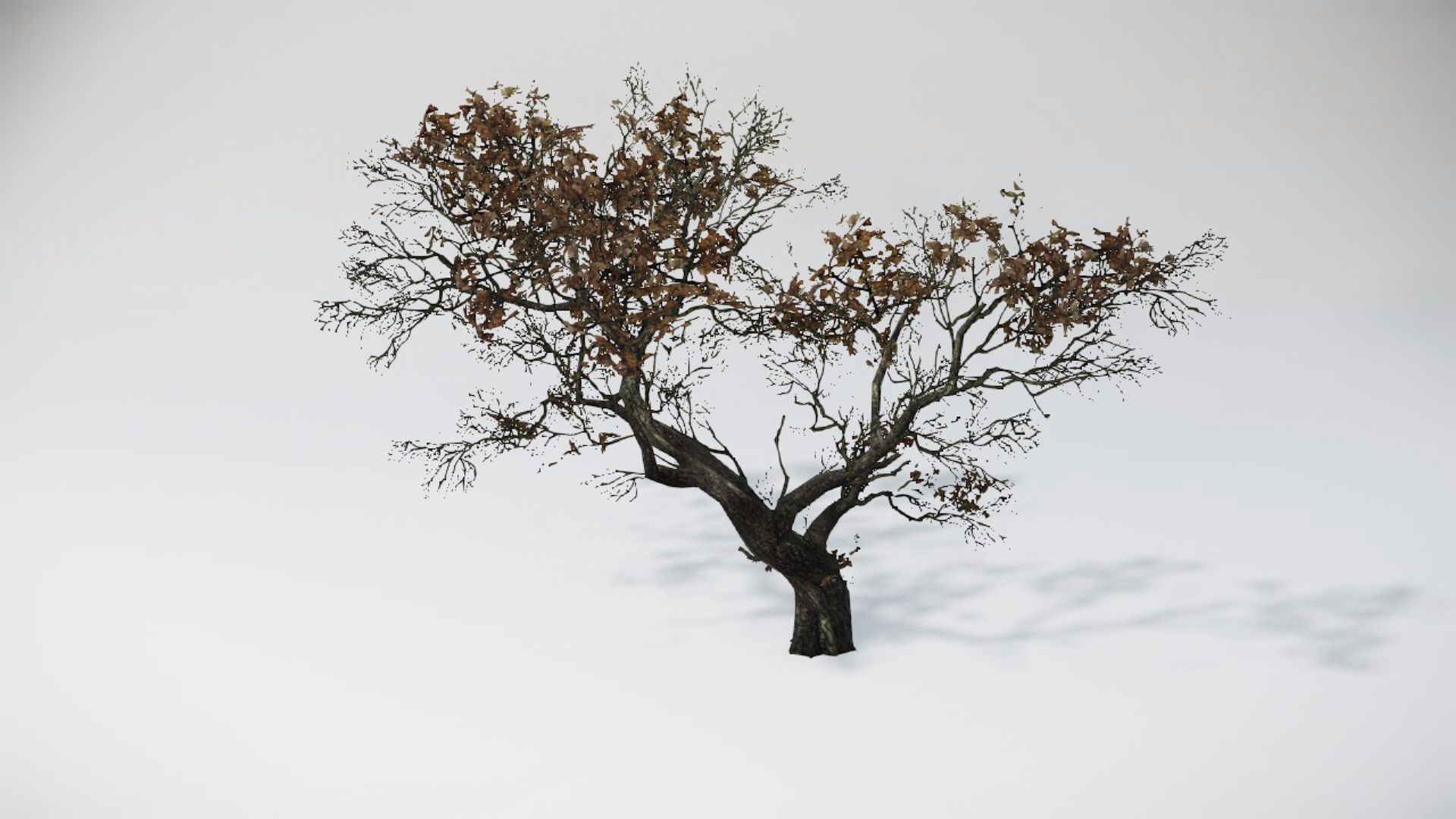 Trees 2