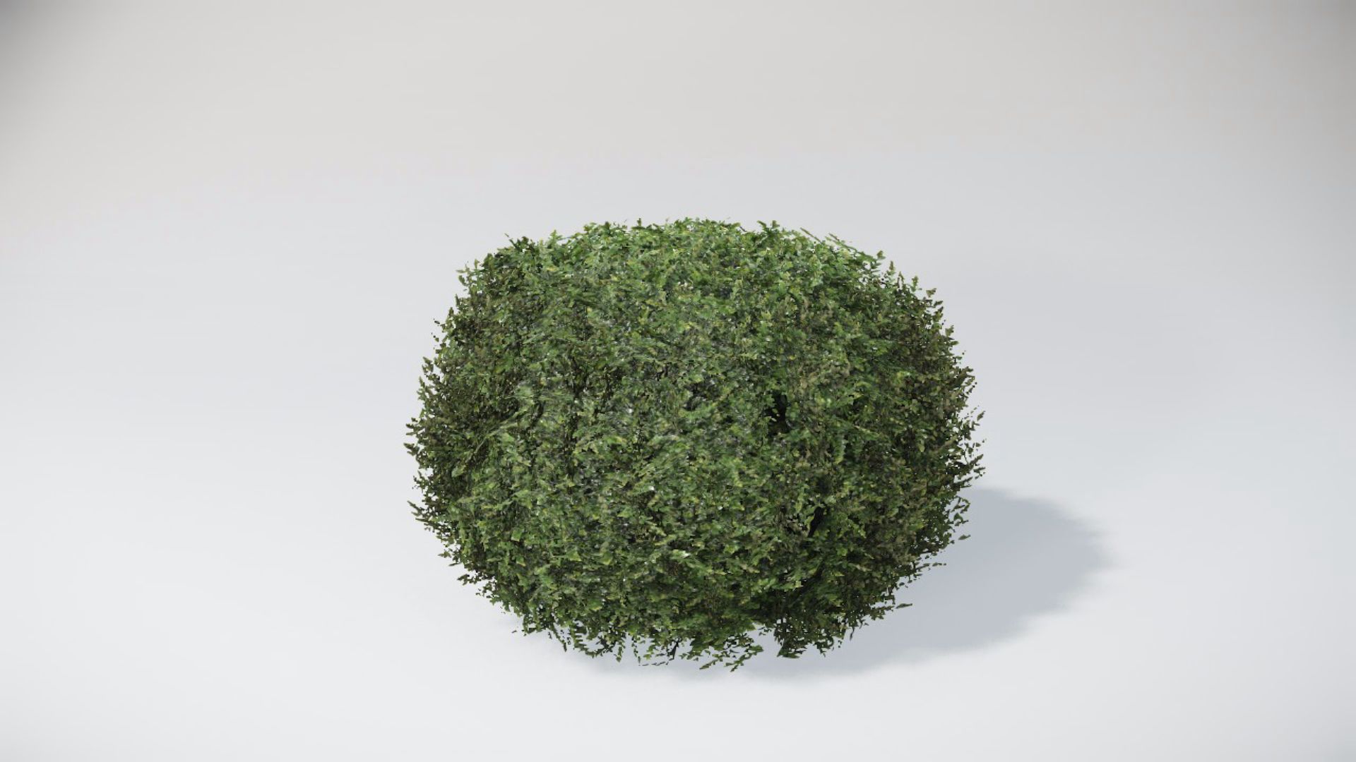 Bushes