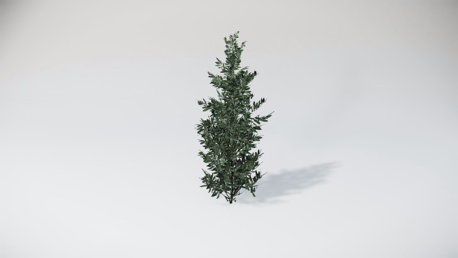 Special Bushes