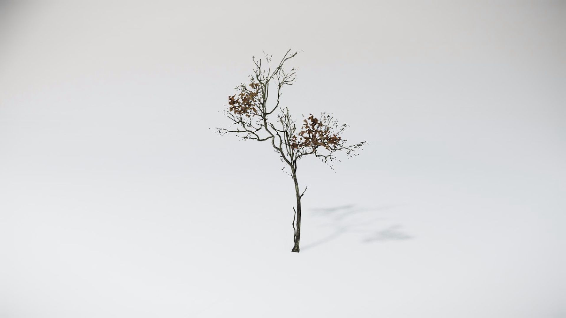 Trees 2