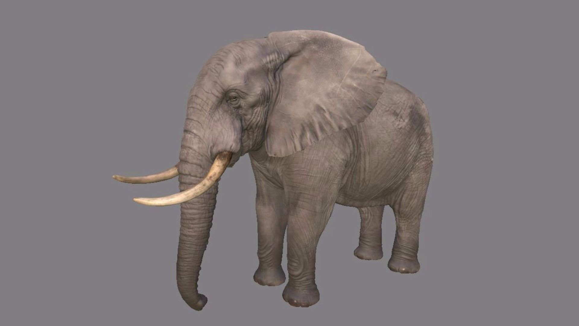 Ryse - Elephant