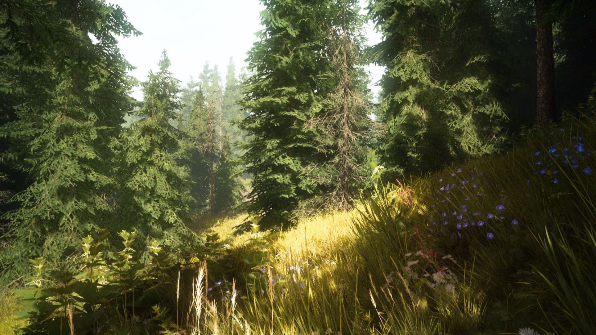 Wilderness Assets
