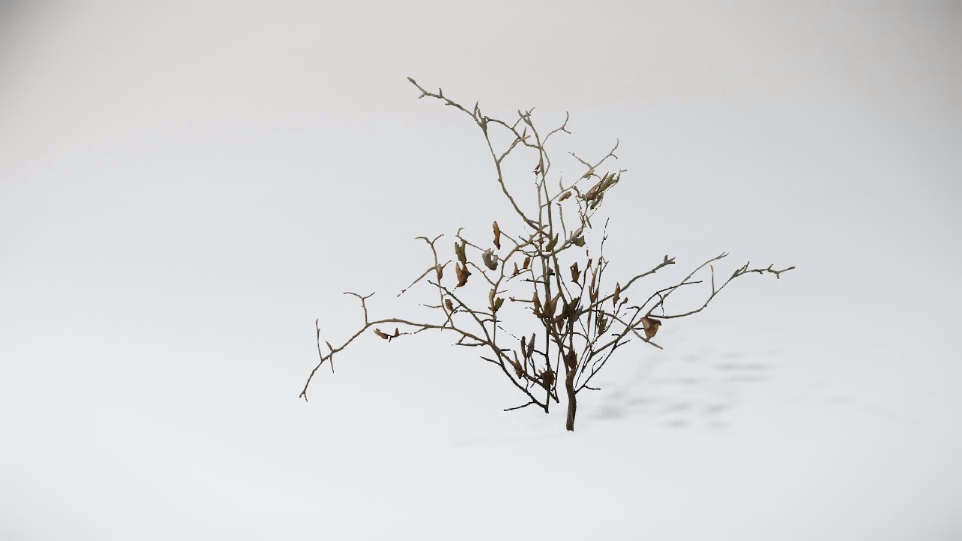 Trees 1