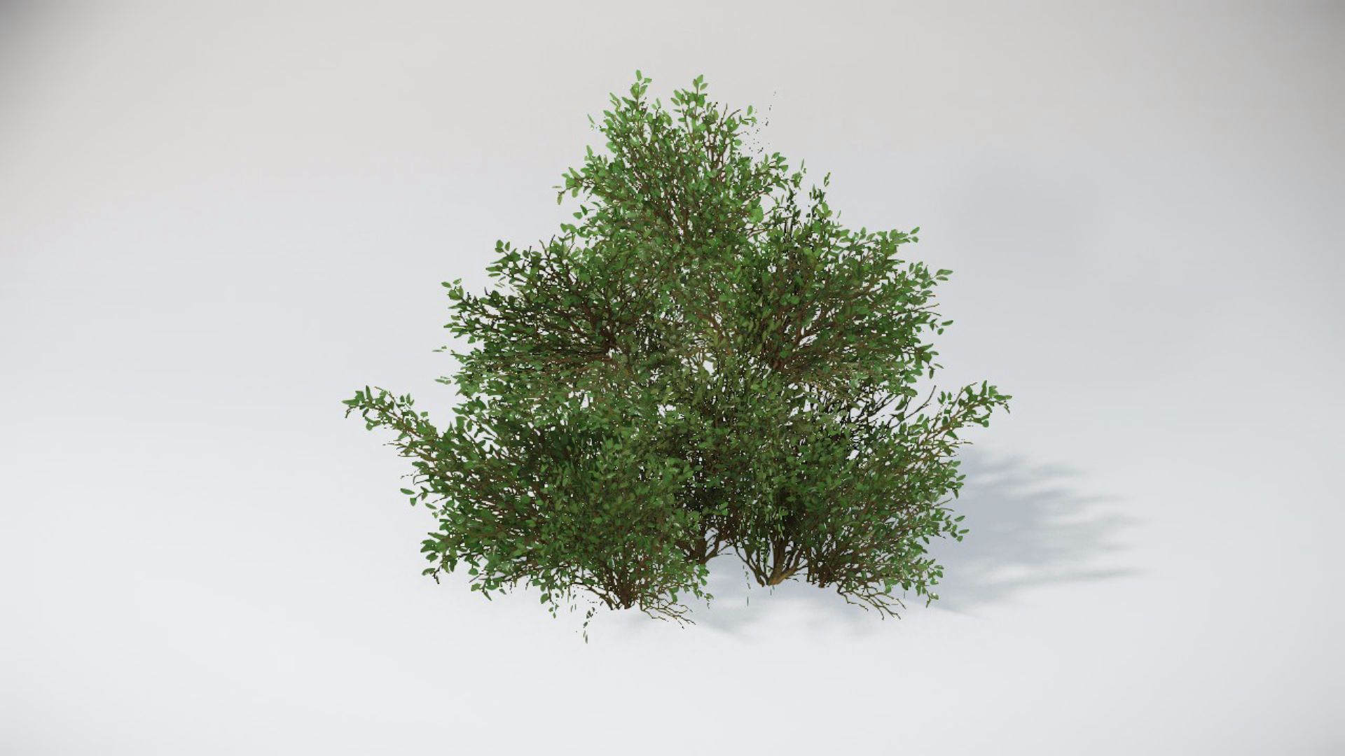 Bushes