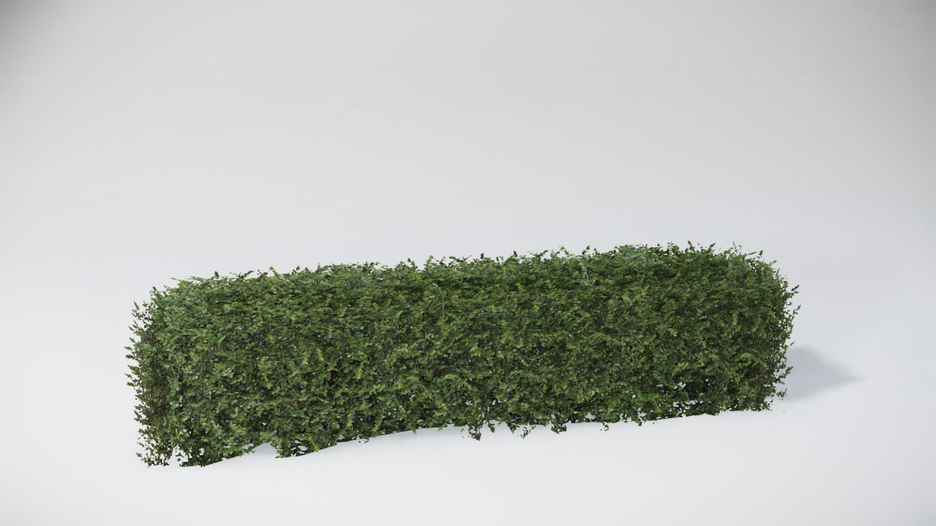 Bushes