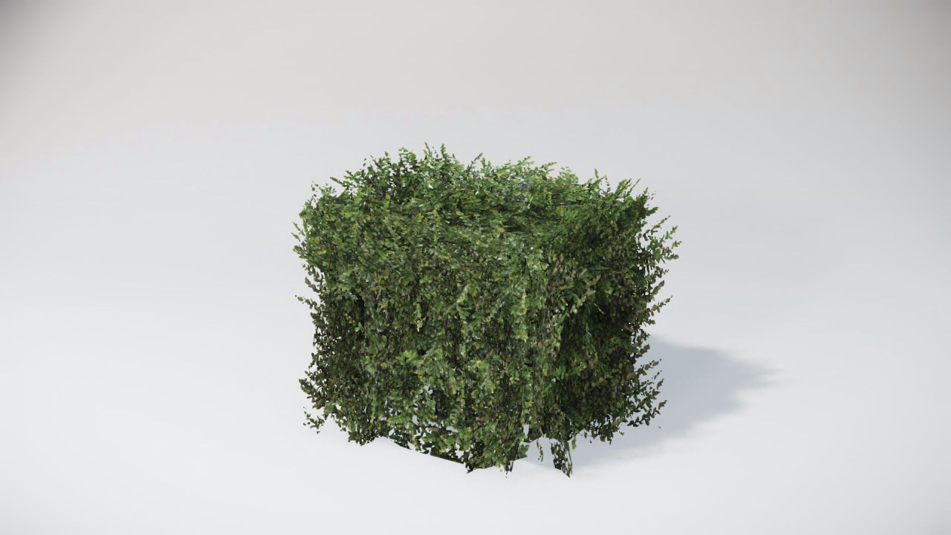 Bushes
