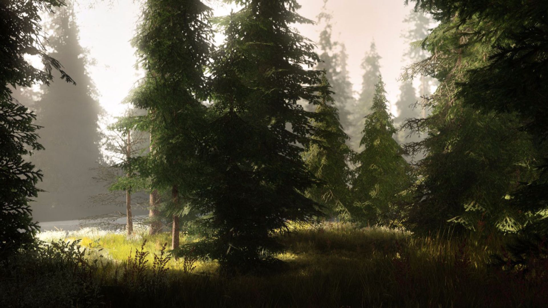 Wilderness Assets