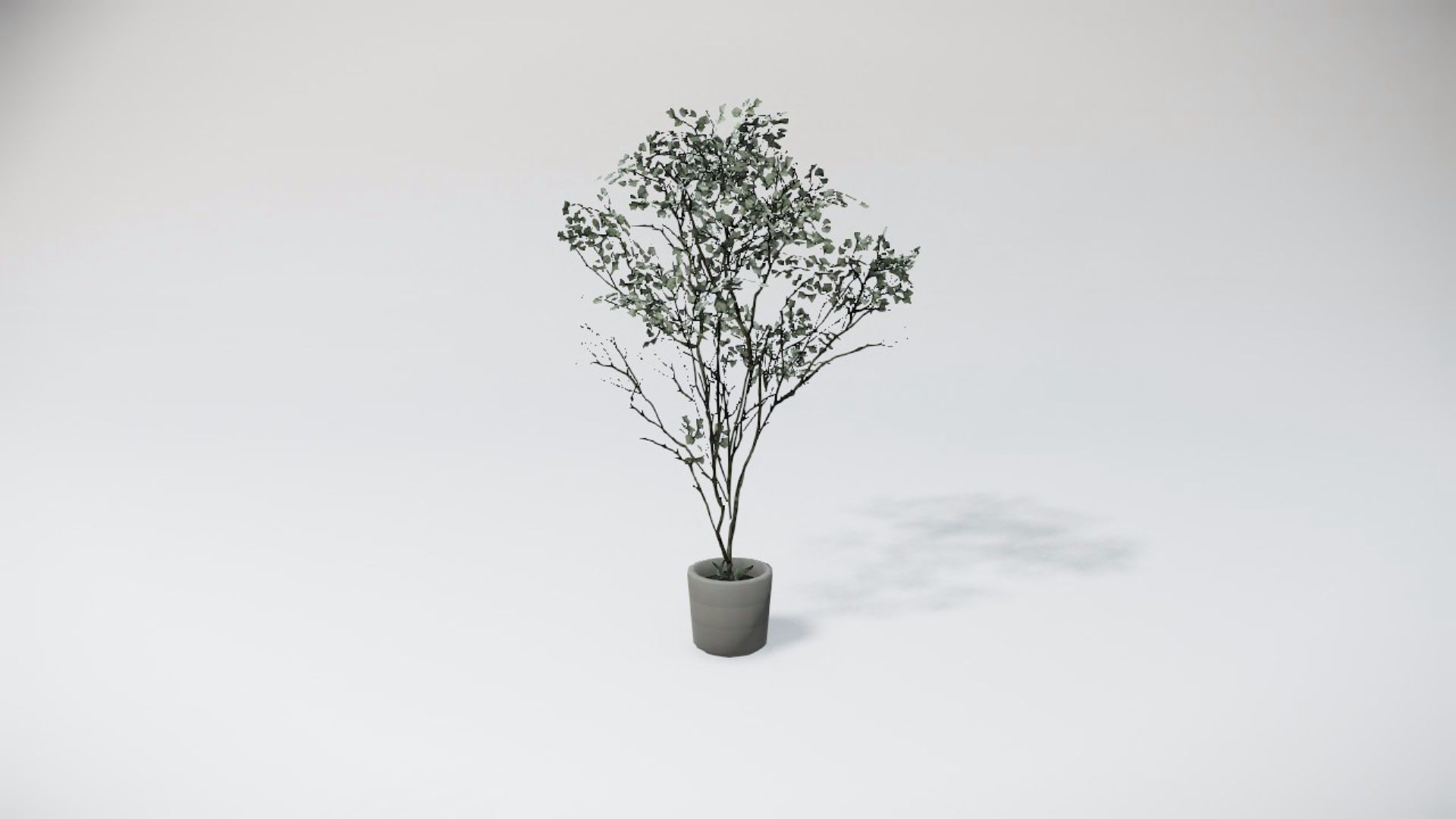 Special Bushes