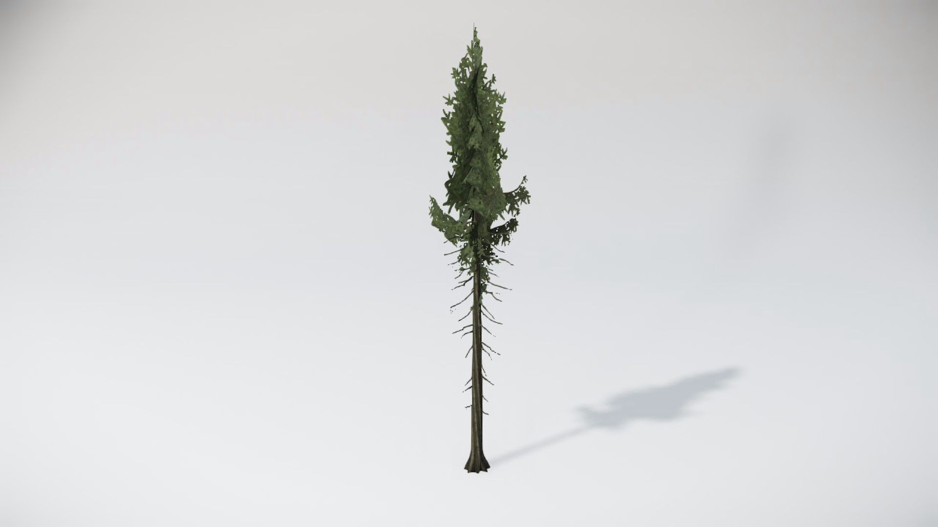 Trees 1