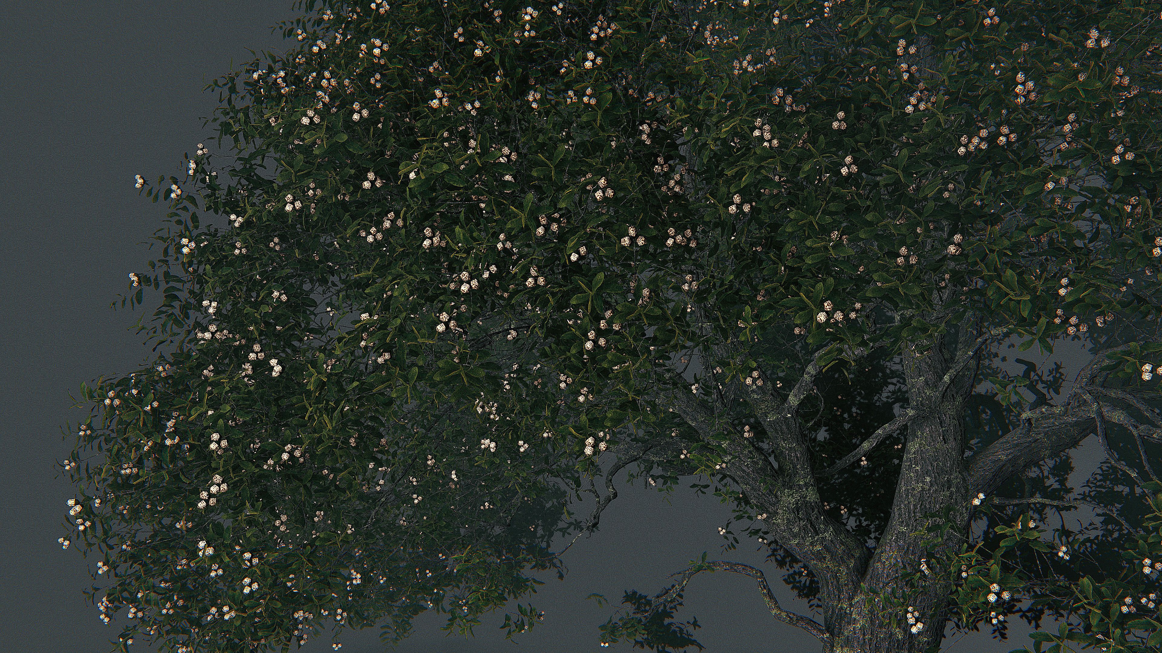 Oak Tree