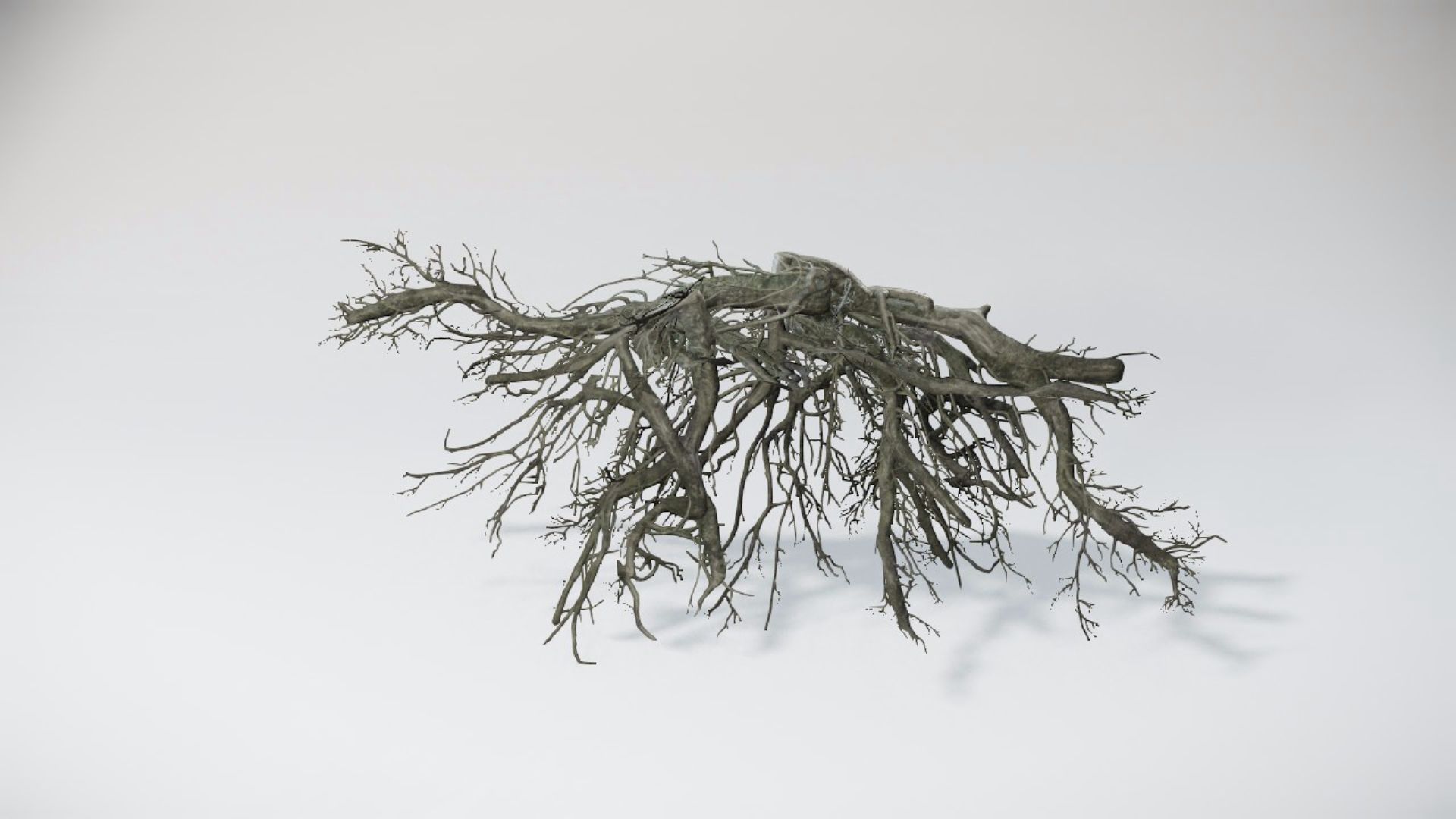 Special Trees