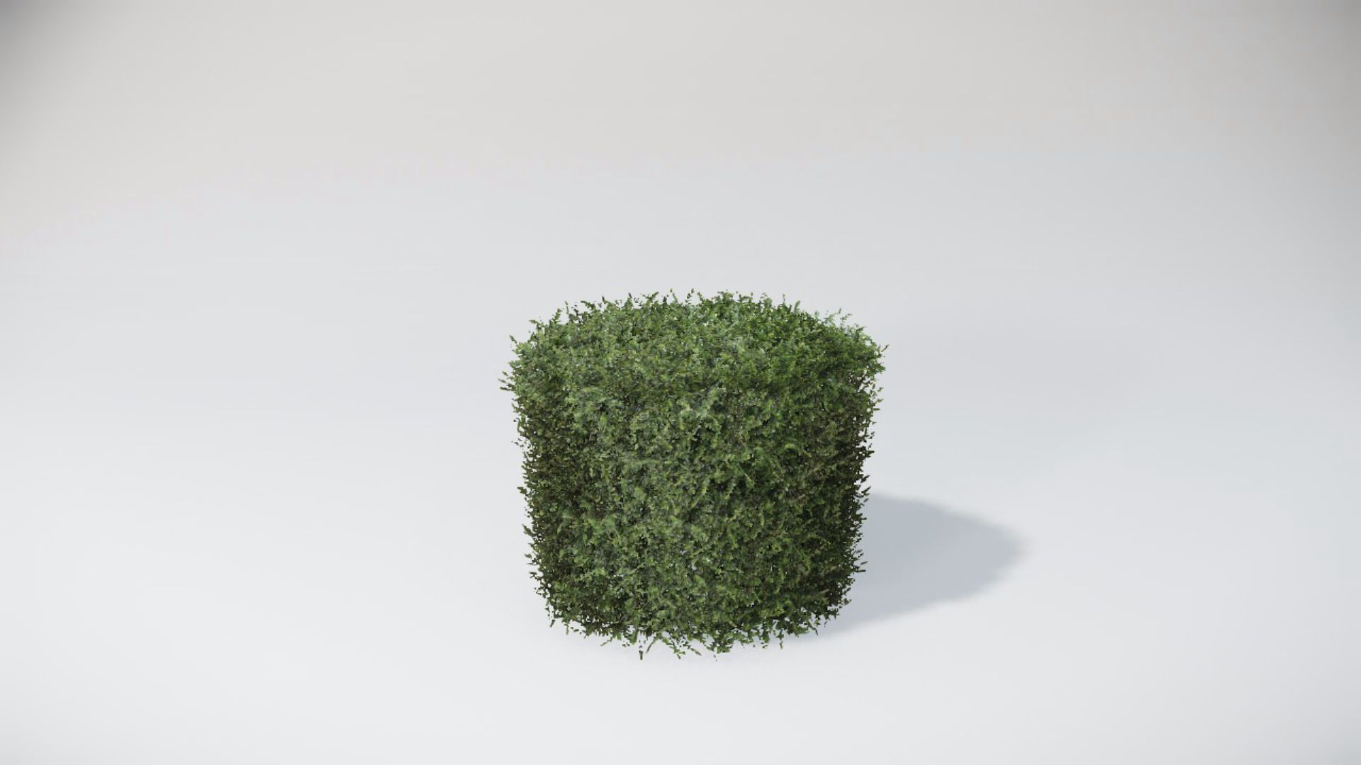 Bushes