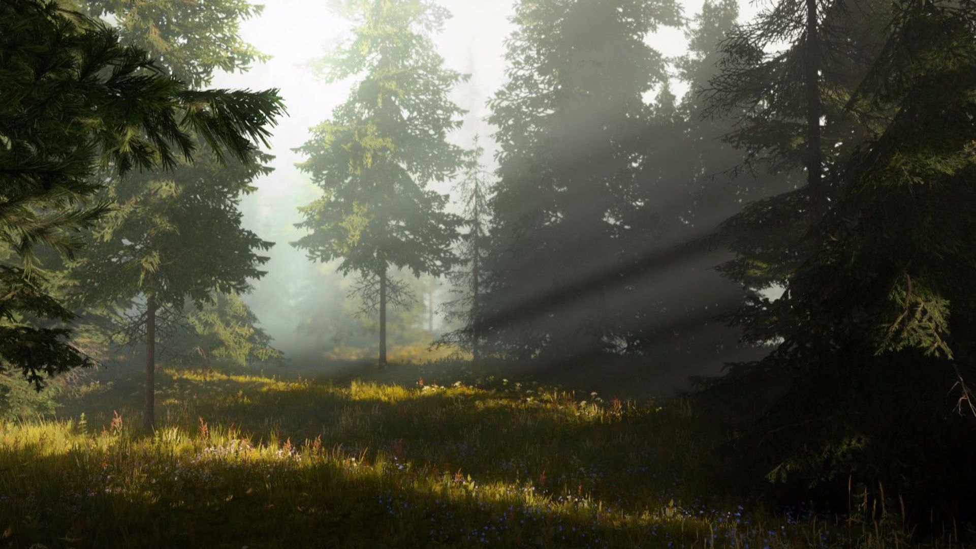 Wilderness Assets