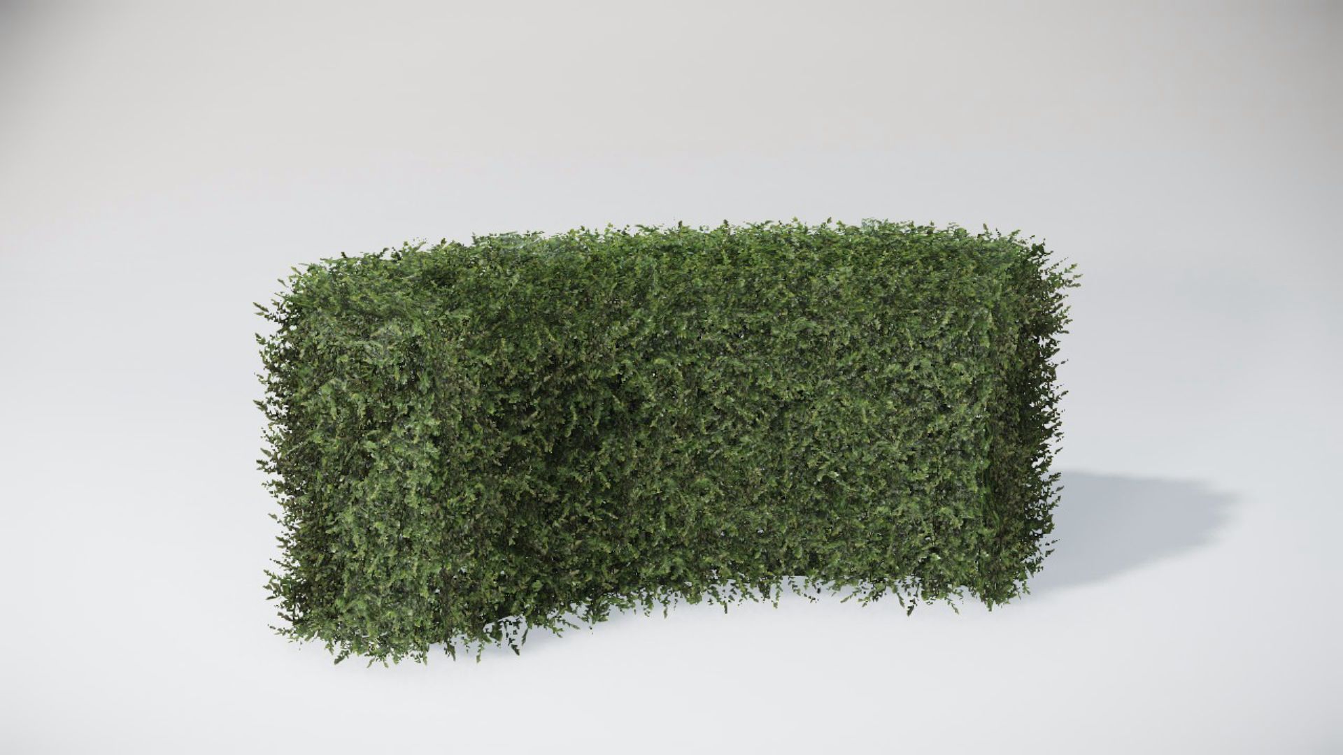 Bushes