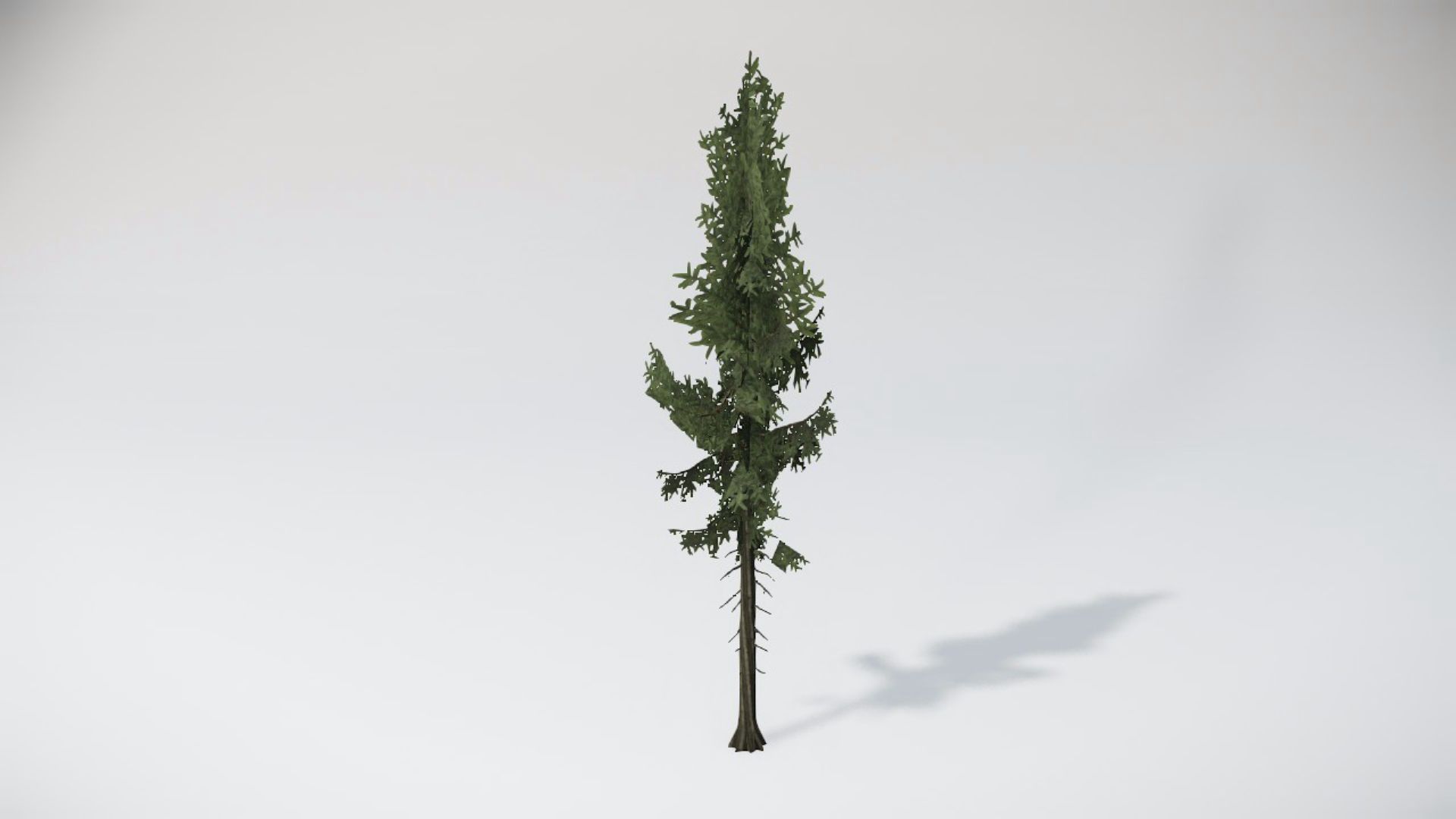 Trees 1