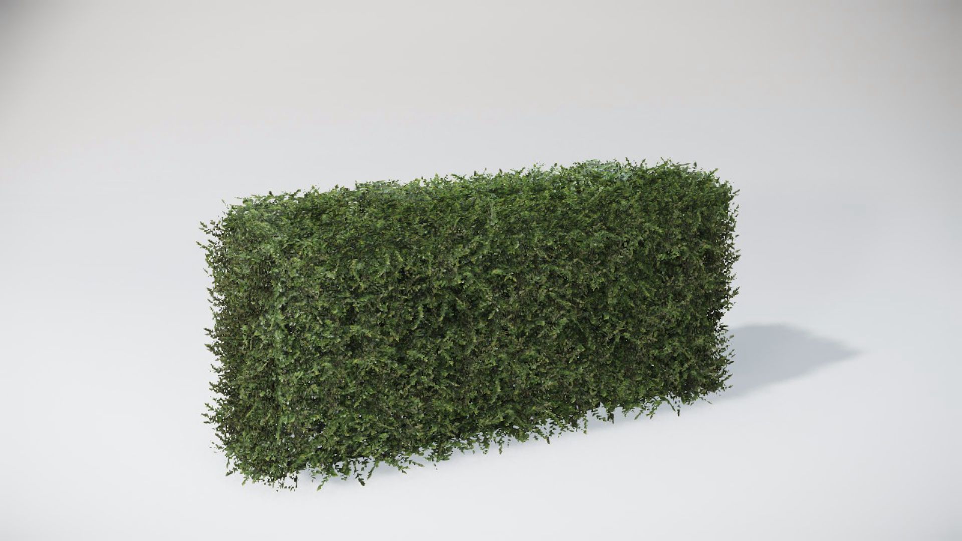 Bushes