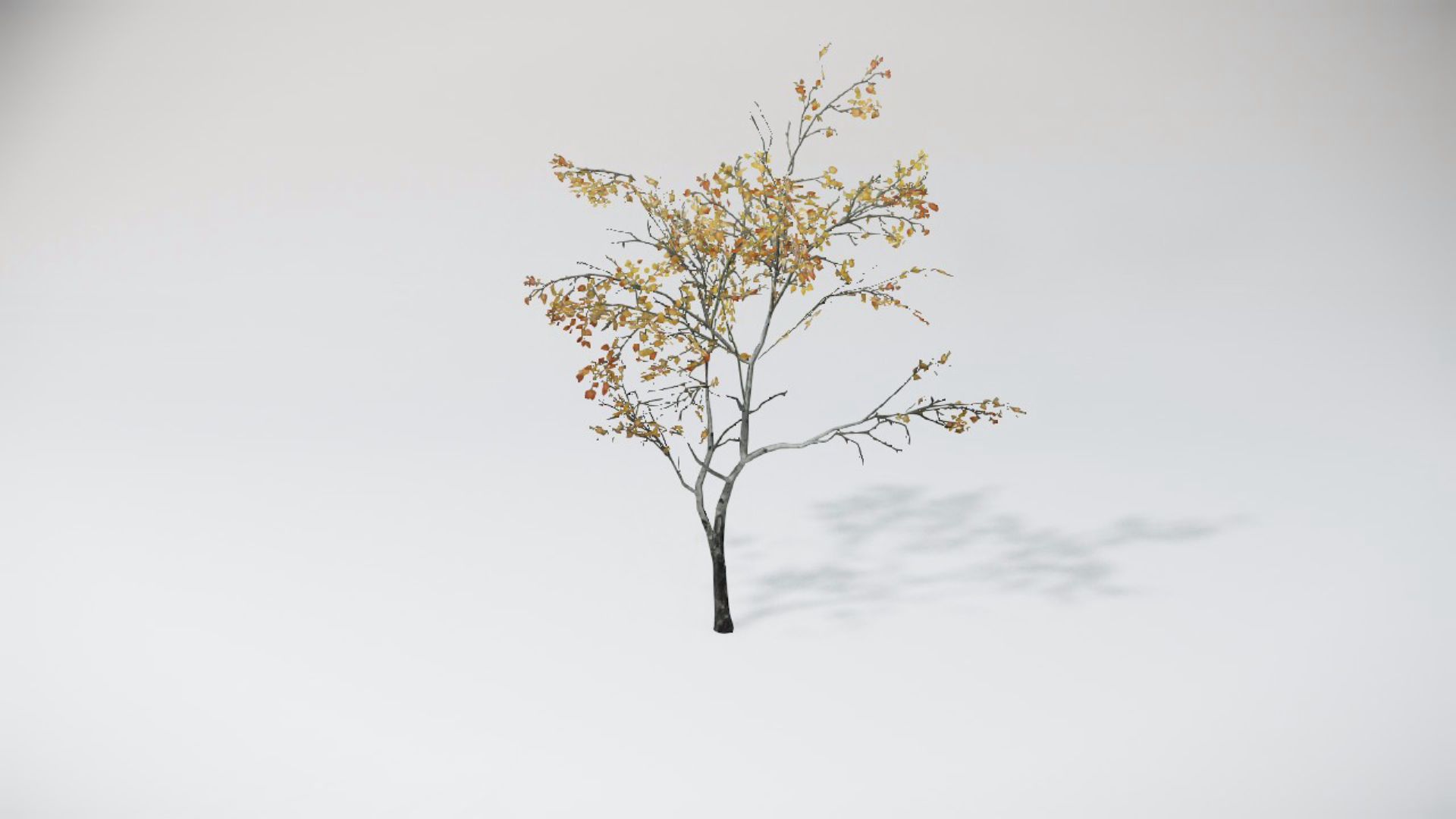 Trees 2