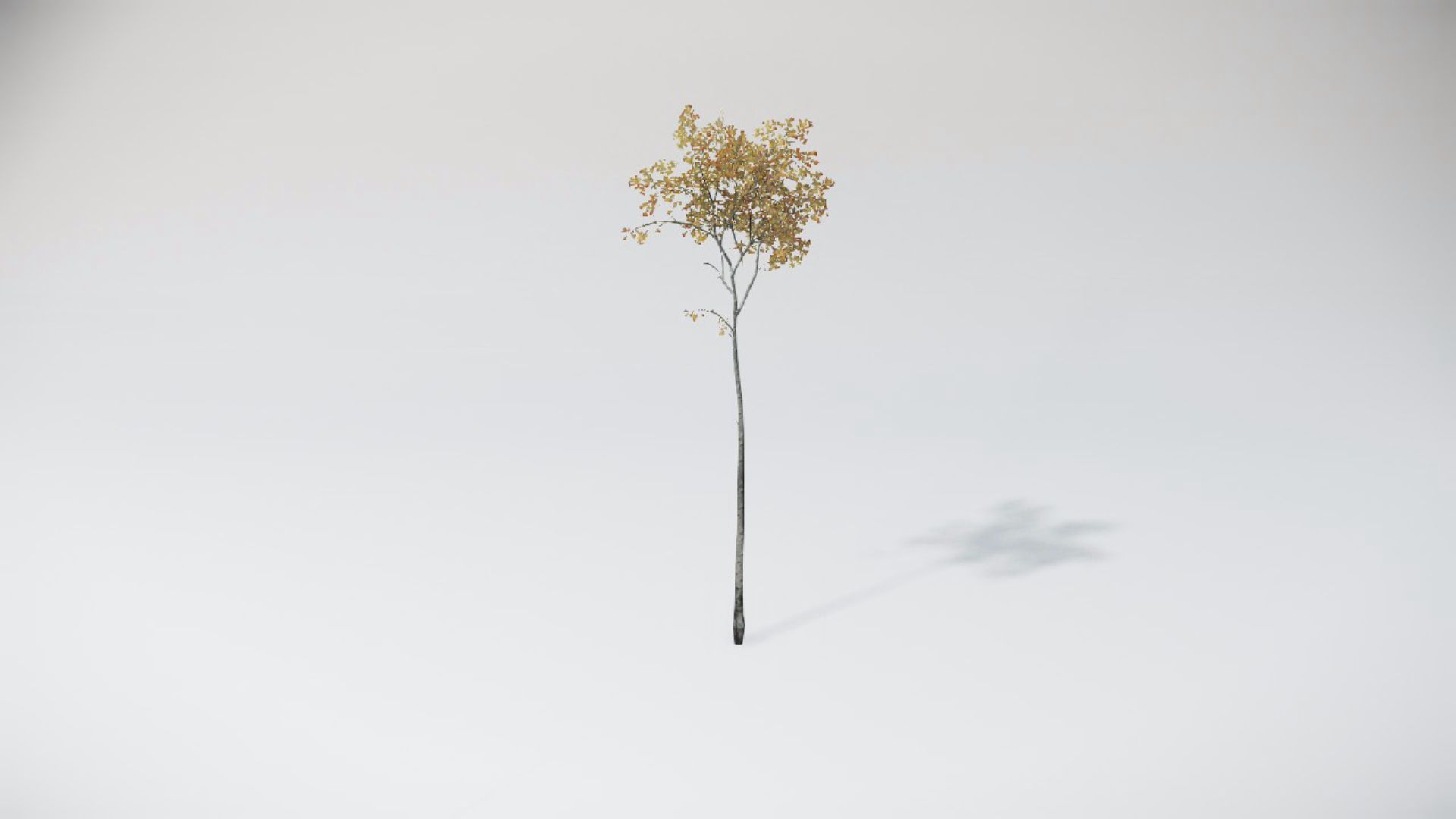 Trees 2