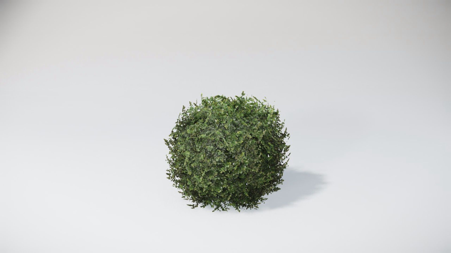 Bushes