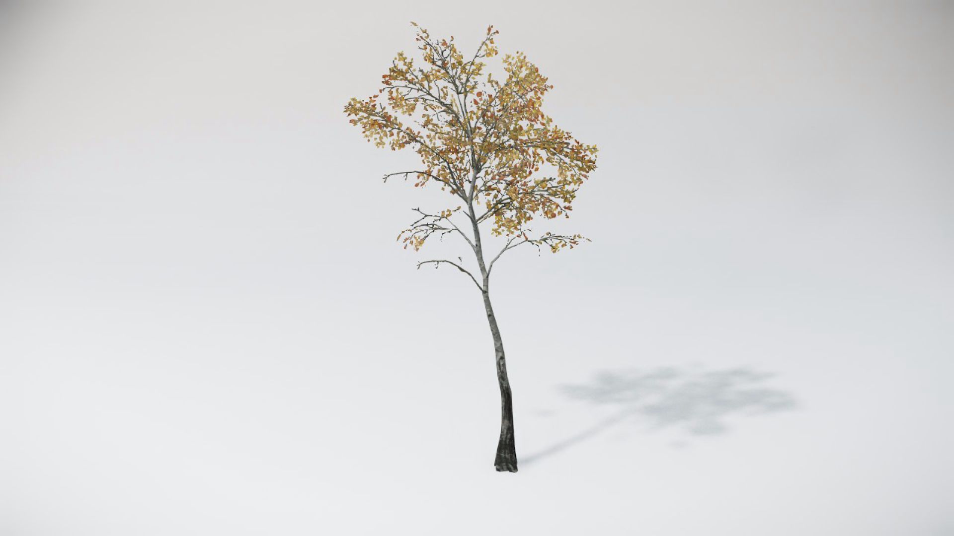 Trees 2