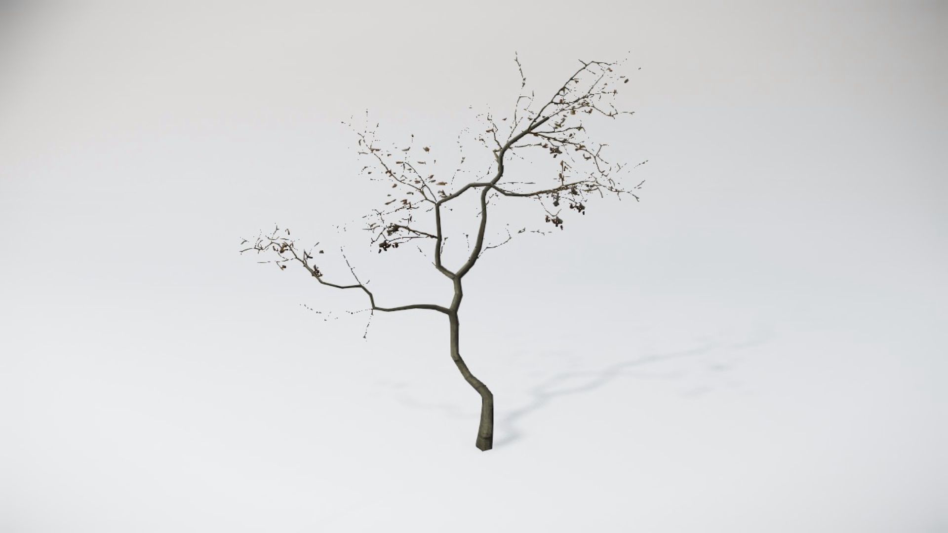 Trees 1