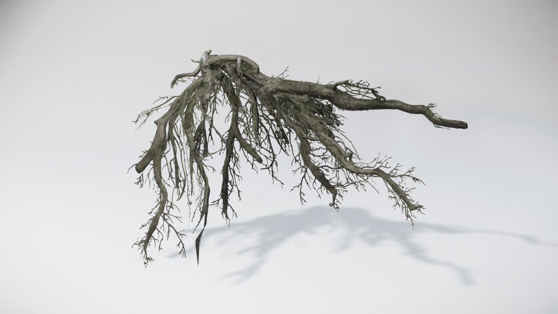 Special Trees