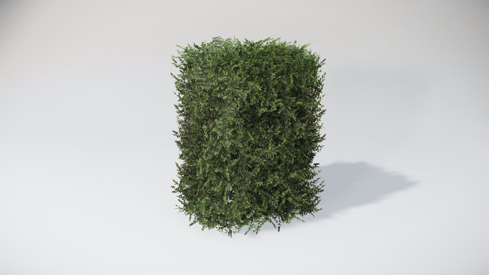 Bushes