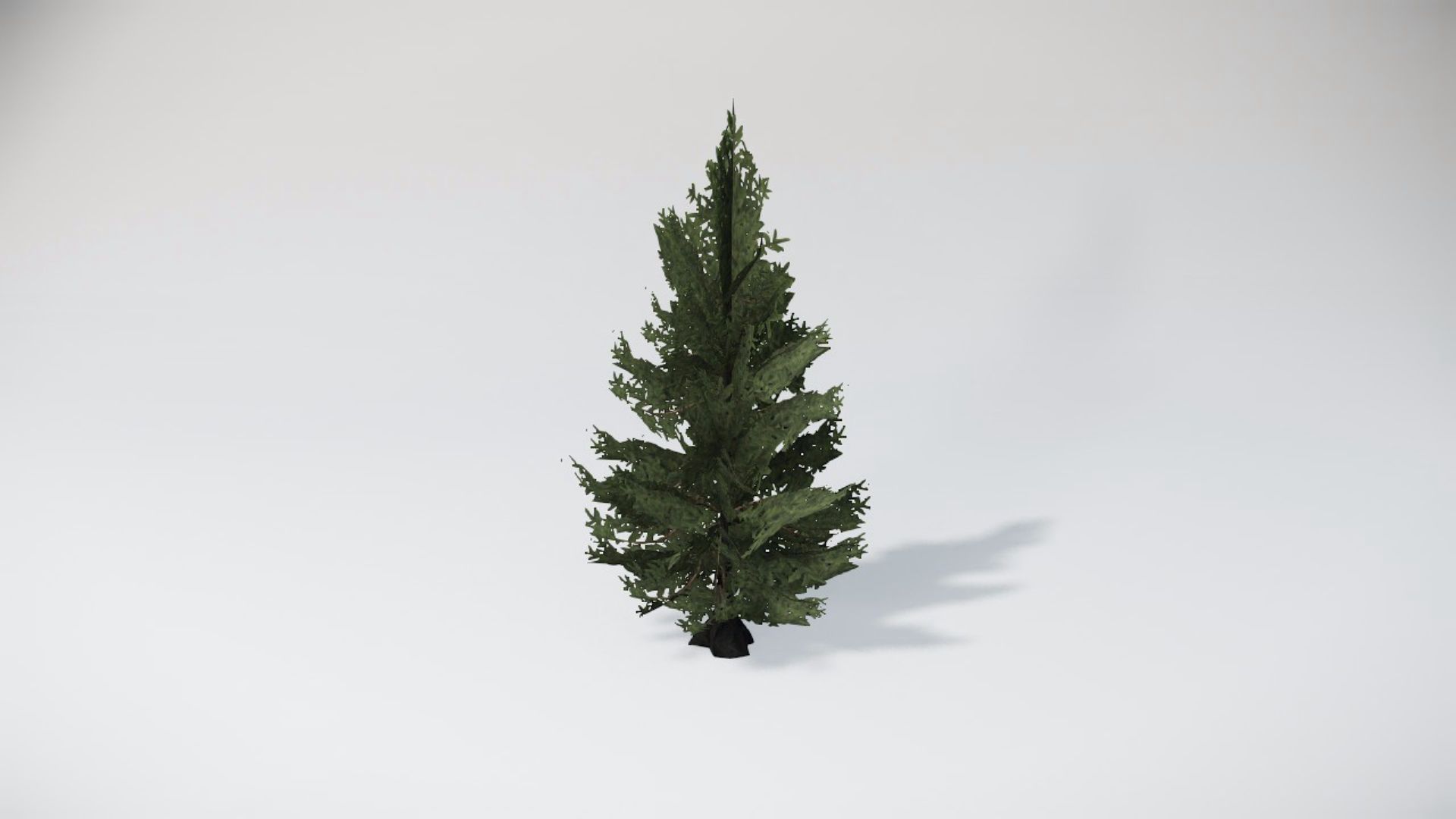 Trees 1