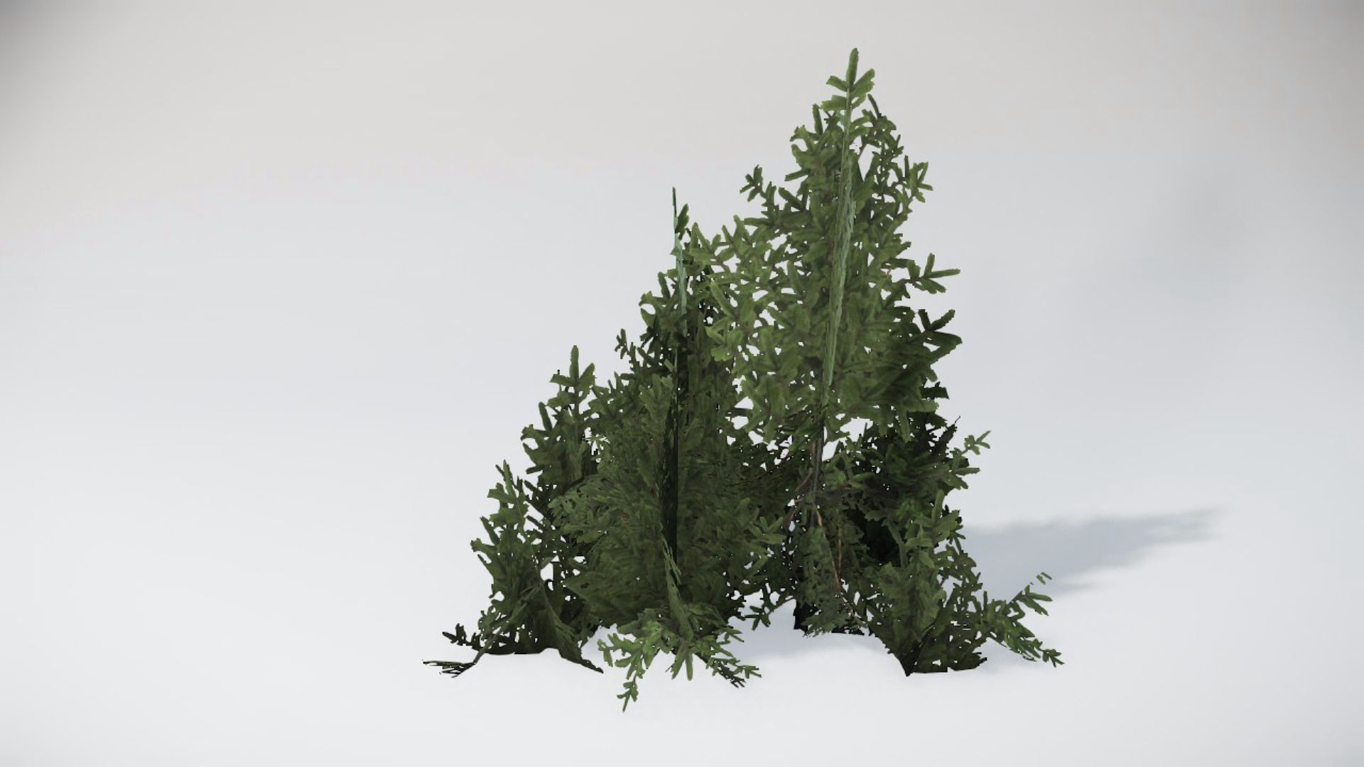 Trees 1