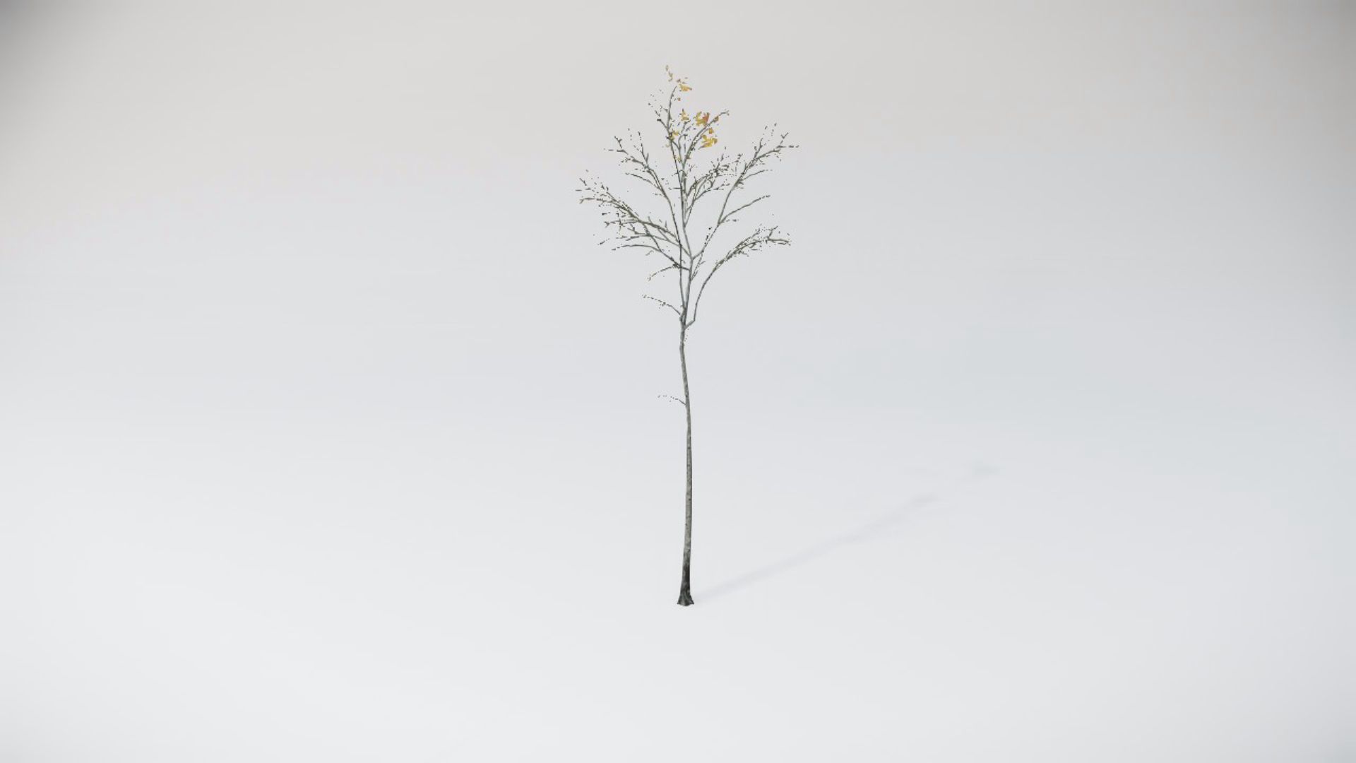 Trees 2
